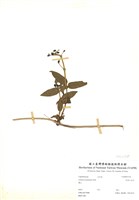 藏品(阿里山忍冬)的圖片